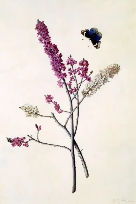 Framed Print : Daphne Mezereum with butterfly, c. 1740 (hand coloured engraving) Framed Print : Daphne Mezereum with butterfly, c. 1740 (hand coloured engraving)