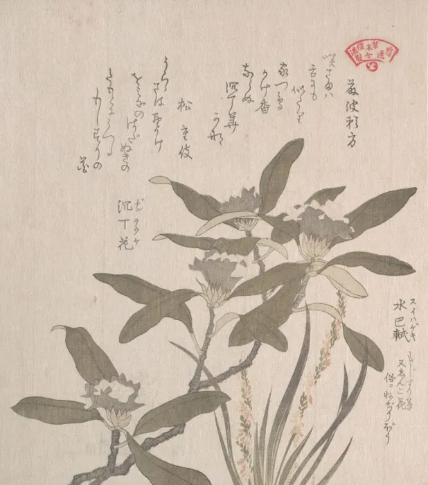 Framed Print : Daphne odora and Mojisuri-so, 19th century. Creator: Kubo Shunman Framed Print : Daphne odora and Mojisuri-so, 19th century. Creator: Kubo Shunman