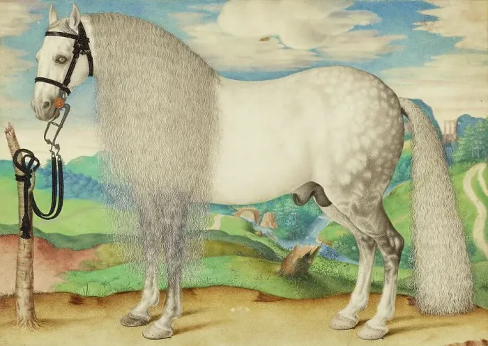 Framed Print : A Dappled Gray Stallion Tethered in a Landscape, about 1584-1587. Creator: Unknown Framed Print : A Dappled Gray Stallion Tethered in a Landscape, about 1584-1587. Creator: Unknown