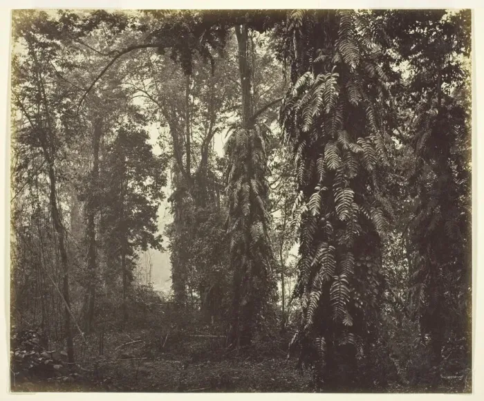 Framed Print : Darjeeling, India, c. 1865. Creator: Samuel Bourne