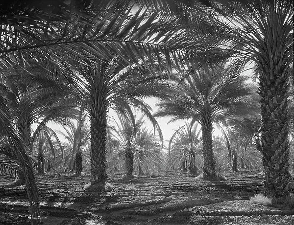 Date palms, Coachella Valley, California, 1937. Creator: Dorothea Lange