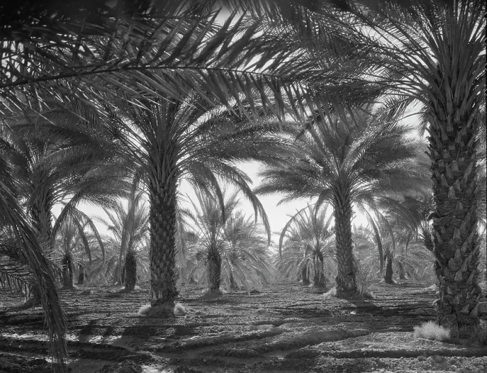 Framed Print : Date palms, Coachella Valley, California, 1937. Creator: Dorothea Lange Framed Print : Date palms, Coachella Valley, California, 1937. Creator: Dorothea Lange
