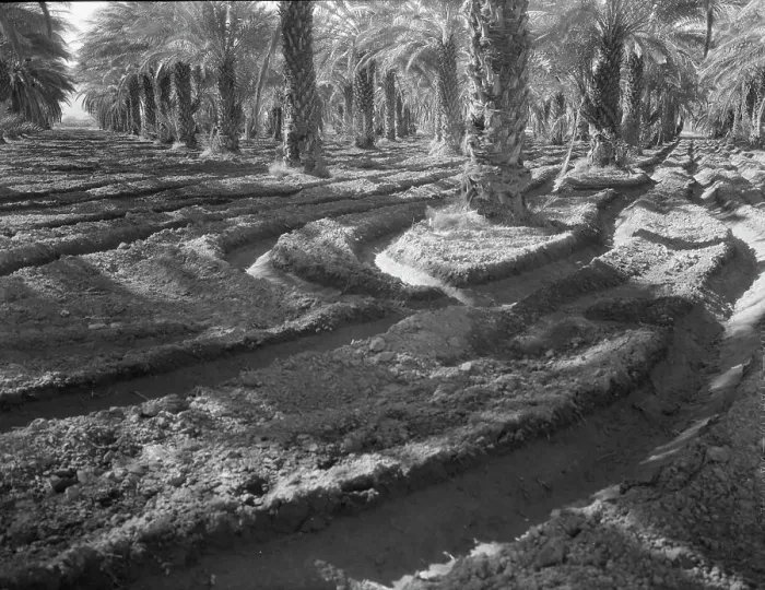 Framed Print : Date palms, Coachella Valley, California, 1937. Creator: Dorothea Lange Framed Print : Date palms, Coachella Valley, California, 1937. Creator: Dorothea Lange