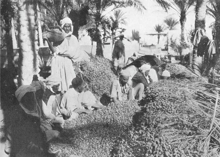 Framed Print : Date Picking at Gabes, c1913. Artist: Charles JS Makin Framed Print : Date Picking at Gabes, c1913. Artist: Charles JS Makin