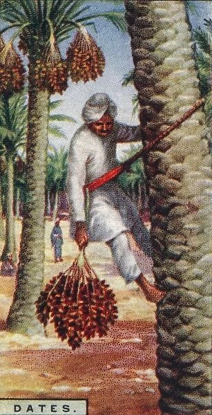 Dates. - Gathering the Fruit, N. Africa, 1928