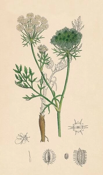 Daucus Carota. Wild Carrot, 19th Century