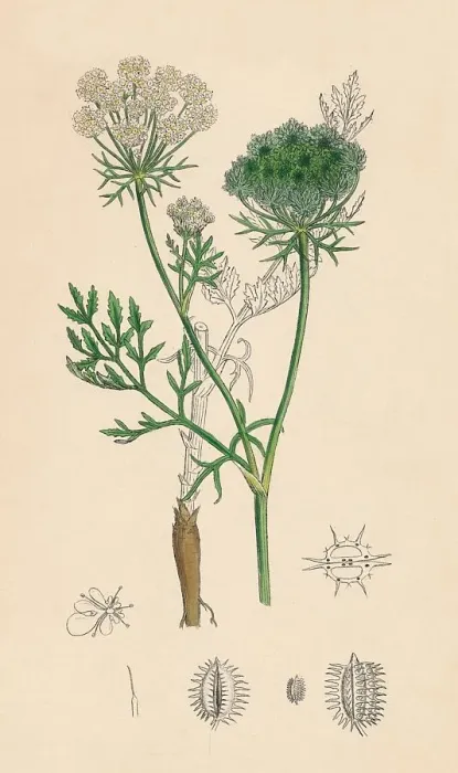 Framed Print : Daucus Carota. Wild Carrot, 19th Century Framed Print : Daucus Carota. Wild Carrot, 19th Century