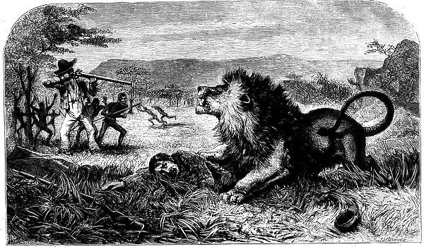 David Livingstone, saved from a lion by Mebalwe, a native schoolmaster, 1857
