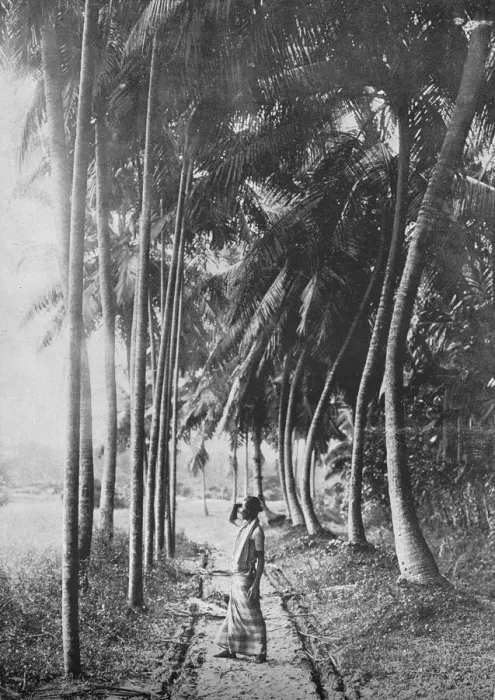 Framed Print : Dawn Through the Palms, c1890, (1910). Artist: Alfred William Amandus Plate Framed Print : Dawn Through the Palms, c1890, (1910). Artist: Alfred William Amandus Plate