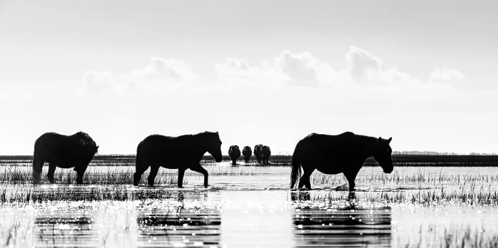 Framed Print : Dawn Striders. Creator: Eve Turek