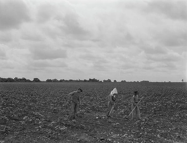 Day laborers hoeing cottonn, near Corsicana, Texas, 1937. Creator: Dorothea Lange