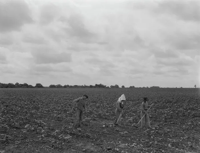 Framed Print : Day laborers hoeing cottonn, near Corsicana, Texas, 1937. Creator: Dorothea Lange Framed Print : Day laborers hoeing cottonn, near Corsicana, Texas, 1937. Creator: Dorothea Lange