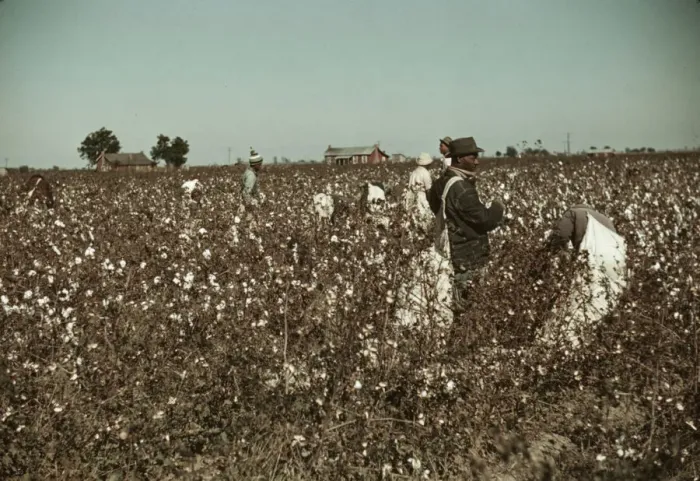Framed Print : Day laborers picking cotton near Clarksdale, Miss. 1939. Creator: Marion Post Wolcott Framed Print : Day laborers picking cotton near Clarksdale, Miss. 1939. Creator: Marion Post Wolcott