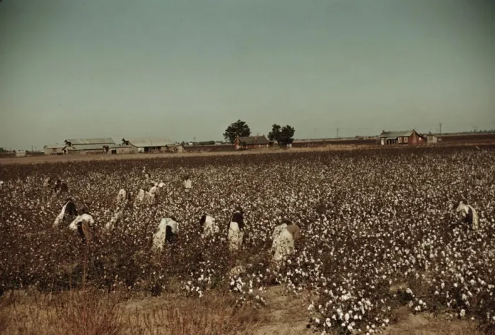 Framed Print : Day laborers picking cotton near Clarksdale, Miss. 1939. Creator: Marion Post Wolcott Framed Print : Day laborers picking cotton near Clarksdale, Miss. 1939. Creator: Marion Post Wolcott