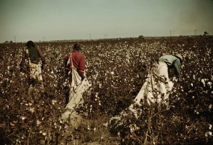 Framed Print : Day laborers picking cotton near Clarksdale, Miss. 1939. Creator: Marion Post Wolcott Framed Print : Day laborers picking cotton near Clarksdale, Miss. 1939. Creator: Marion Post Wolcott