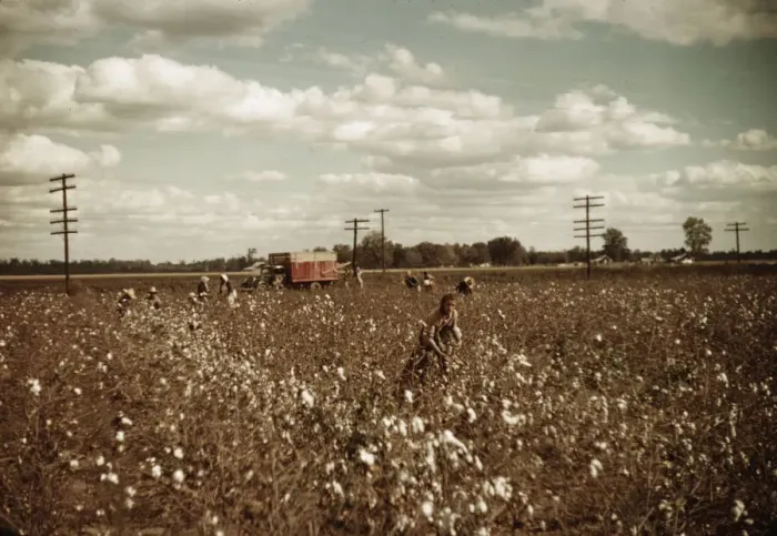 Framed Print : Day laborers picking cotton near Clarksdale, Miss. 1939. Creator: Marion Post Wolcott Framed Print : Day laborers picking cotton near Clarksdale, Miss. 1939. Creator: Marion Post Wolcott