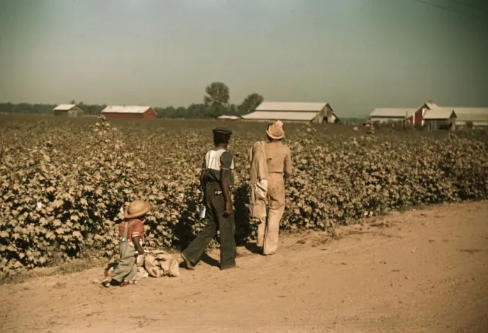 Framed Print : Day laborers picking cotton near Clarksdale, Miss. 1939. Creator: Marion Post Wolcott Framed Print : Day laborers picking cotton near Clarksdale, Miss. 1939. Creator: Marion Post Wolcott
