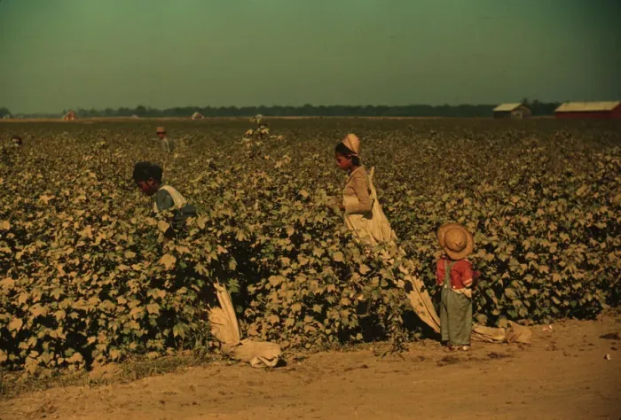 Framed Print : Day laborers picking cotton near Clarksdale, Miss. Delta, 1940. Creator: Marion Post Wolcott Framed Print : Day laborers picking cotton near Clarksdale, Miss. Delta, 1940. Creator: Marion Post Wolcott