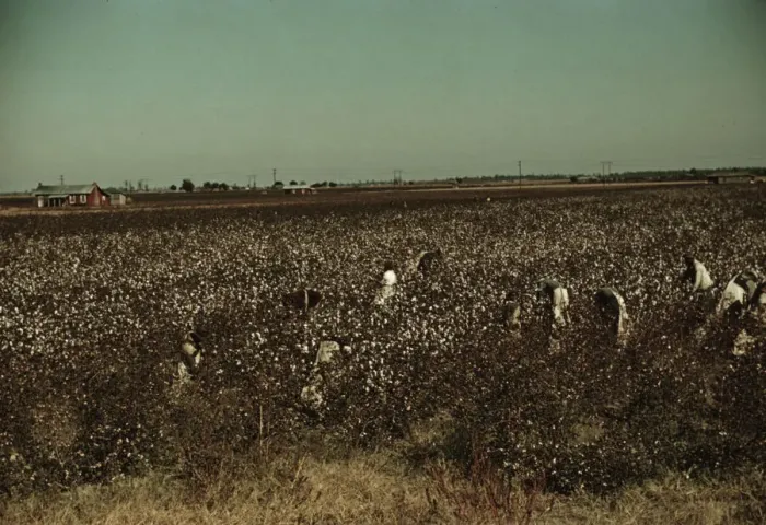Framed Print : Day laborers picking cotton near Clarksdale, Miss. 1939. Creator: Marion Post Wolcott Framed Print : Day laborers picking cotton near Clarksdale, Miss. 1939. Creator: Marion Post Wolcott
