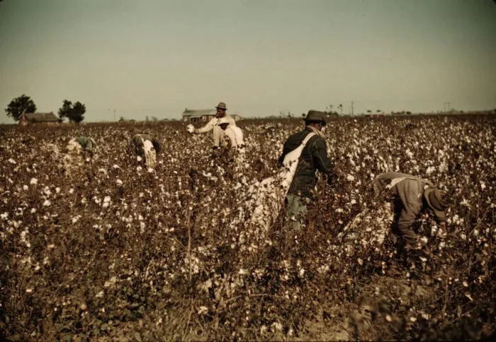 Framed Print : Day laborers picking cotton near Clarksdale, Miss. Delta, 1940. Creator: Marion Post Wolcott Framed Print : Day laborers picking cotton near Clarksdale, Miss. Delta, 1940. Creator: Marion Post Wolcott
