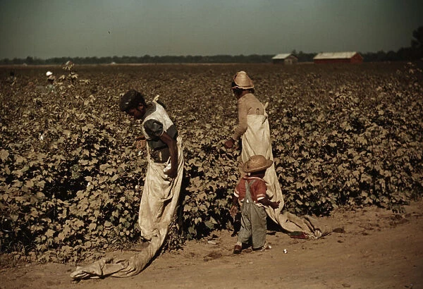 Day laborers picking cotton, near Clarksdale, Miss. 1940. Creator: Marion Post Wolcott