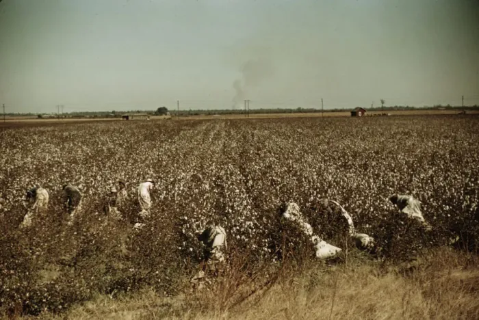 Framed Print : Day laborers picking cotton, near Clarksdale, Miss. 1940. Creator: Marion Post Wolcott Framed Print : Day laborers picking cotton, near Clarksdale, Miss. 1940. Creator: Marion Post Wolcott