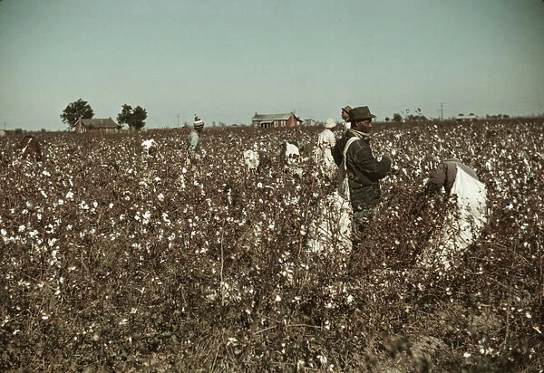 Day laborers picking cotton near Clarksdale, Miss. 1939. Creator: Marion Post Wolcott