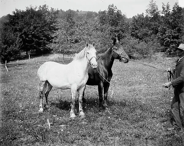 D.C. Cook's horses, Lake George, between 1900 and 1905. Creator: William H. Jackson