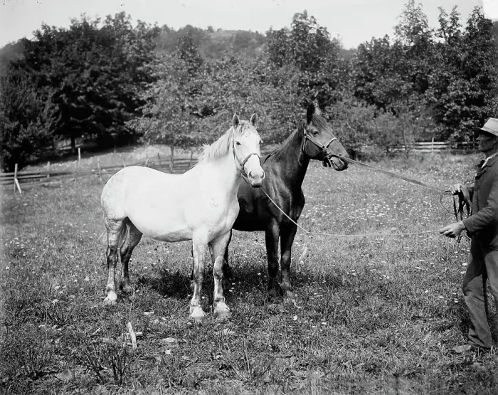 Framed Print : D.C. Cook's horses, Lake George, between 1900 and 1905. Creator: William H. Jackson Framed Print : D.C. Cook's horses, Lake George, between 1900 and 1905. Creator: William H. Jackson