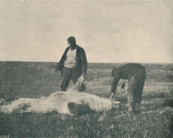 Framed Print : A Dead Bear on Reindeer Island (August 21st, 1893), 1893 (1897) Framed Print : A Dead Bear on Reindeer Island (August 21st, 1893), 1893 (1897)