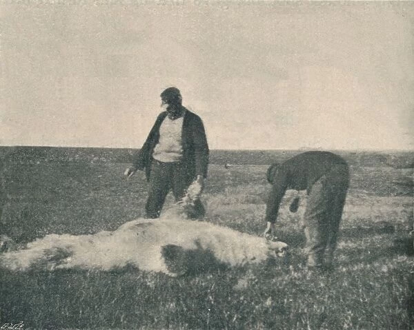 A Dead Bear on Reindeer Island (August 21st, 1893), 1893 (1897)