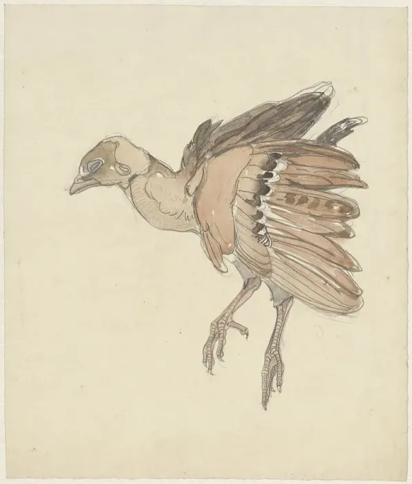 Framed Print : Dead bird (partridge?), 1873-1917. Creator: Theo van Hoytema Framed Print : Dead bird (partridge?), 1873-1917. Creator: Theo van Hoytema