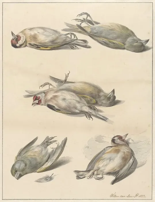 Framed Print : Six dead birds, 1803. Creator: Willem van Leen Framed Print : Six dead birds, 1803. Creator: Willem van Leen