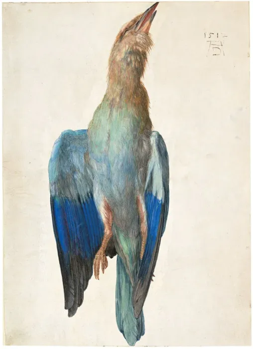 Framed Print : Dead Blue Roller, 1500 (or 1512). Artist: Durer, Albrecht (1471-1528) Framed Print : Dead Blue Roller, 1500 (or 1512). Artist: Durer, Albrecht (1471-1528)