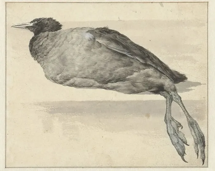 Framed Print : Dead coot, 1649-1709. Creator: Rochus van Veen Framed Print : Dead coot, 1649-1709. Creator: Rochus van Veen