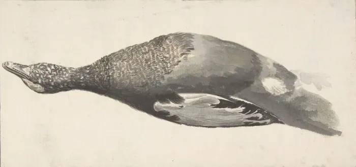 Framed Print : Dead Duck, 1685-1755. Creator: Giorgio Durante Framed Print : Dead Duck, 1685-1755. Creator: Giorgio Durante