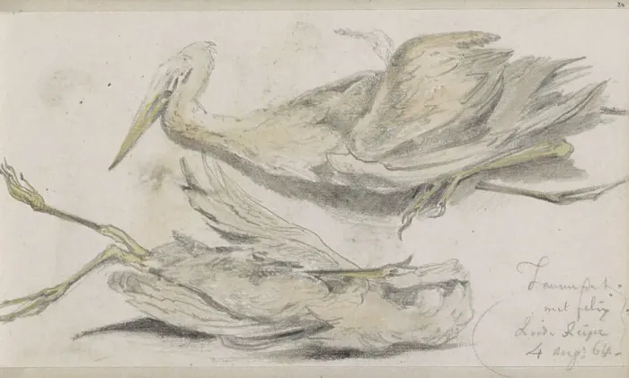 Framed Print : Dead Heron, 1864. Creator: Johannes Tavenraat Framed Print : Dead Heron, 1864. Creator: Johannes Tavenraat
