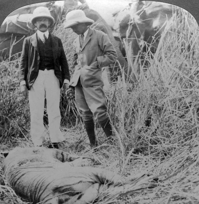 Framed Print : The dead maneater, Behar jungle, India, c1900s(?). Artist: Underwood & Underwood Framed Print : The dead maneater, Behar jungle, India, c1900s(?). Artist: Underwood & Underwood