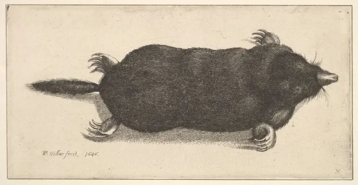 Framed Print : Dead Mole, 1646. Creator: Wenceslaus Hollar Framed Print : Dead Mole, 1646. Creator: Wenceslaus Hollar