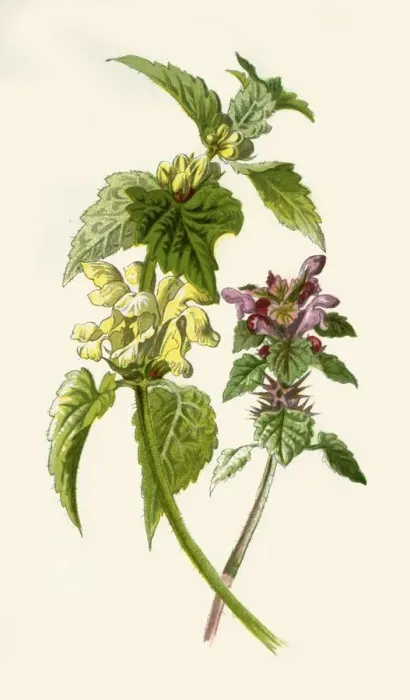 Framed Print : Dead-Nettle - Red & White, 1877. Creator: Frederick Edward Hulme Framed Print : Dead-Nettle - Red & White, 1877. Creator: Frederick Edward Hulme