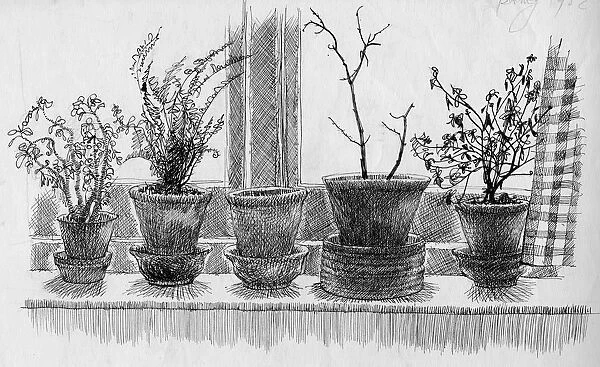 Dead plants on a windowsill, 1952. Creator: Shirley Markham