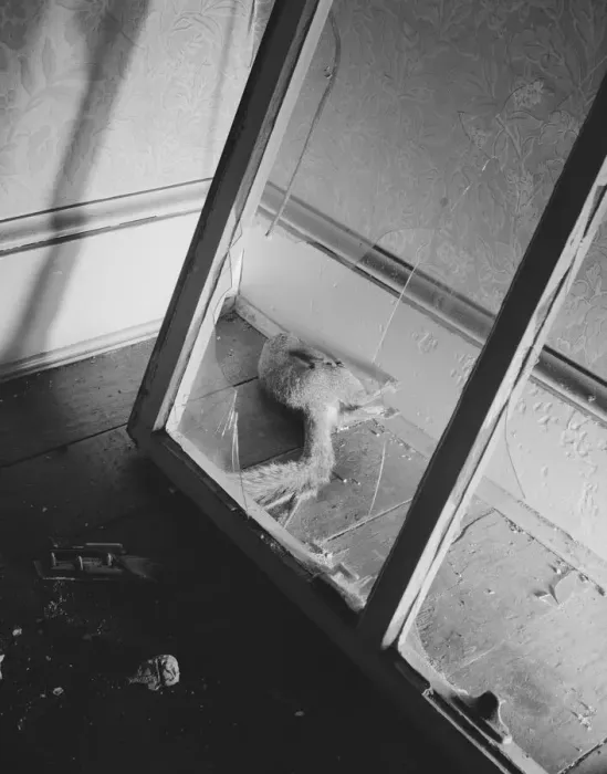 Framed Print : Dead squirrel in a wrecked home on Independence Avenue, Washington, D. C, 1942. Creator: Gordon Parks Framed Print : Dead squirrel in a wrecked home on Independence Avenue, Washington, D. C, 1942. Creator: Gordon Parks