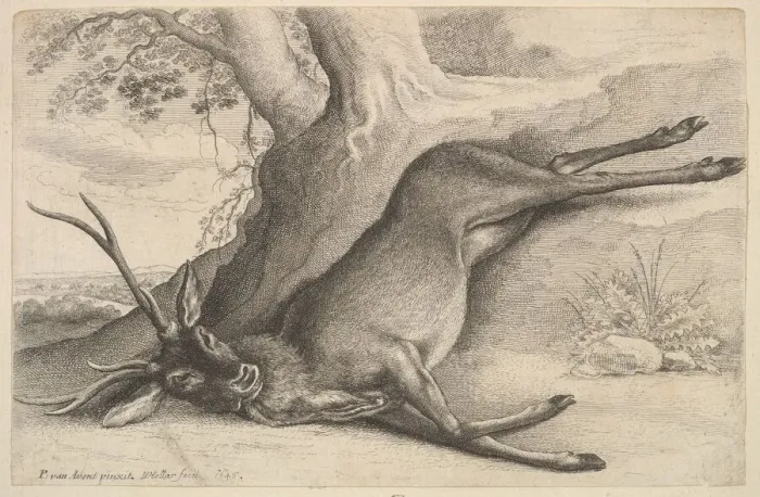 Framed Print : Dead stag, 1646. Creator: Wenceslaus Hollar Framed Print : Dead stag, 1646. Creator: Wenceslaus Hollar