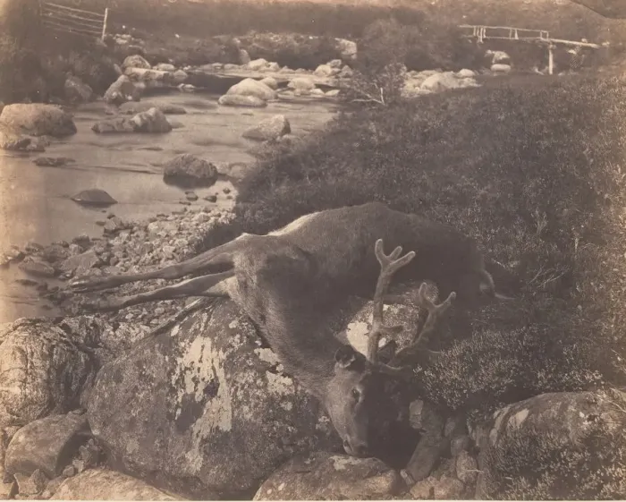 Framed Print : Dead Stag, ca. 1856. Creator: Horatio Ross Framed Print : Dead Stag, ca. 1856. Creator: Horatio Ross