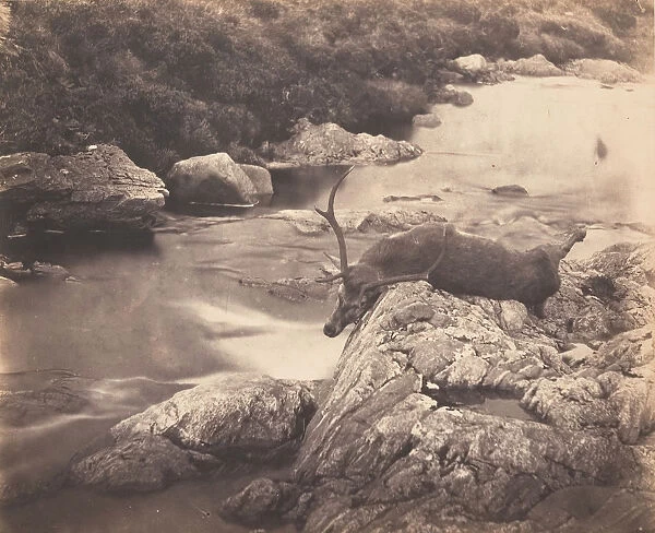 Dead Stag, ca. 1857. Creator: Horatio Ross