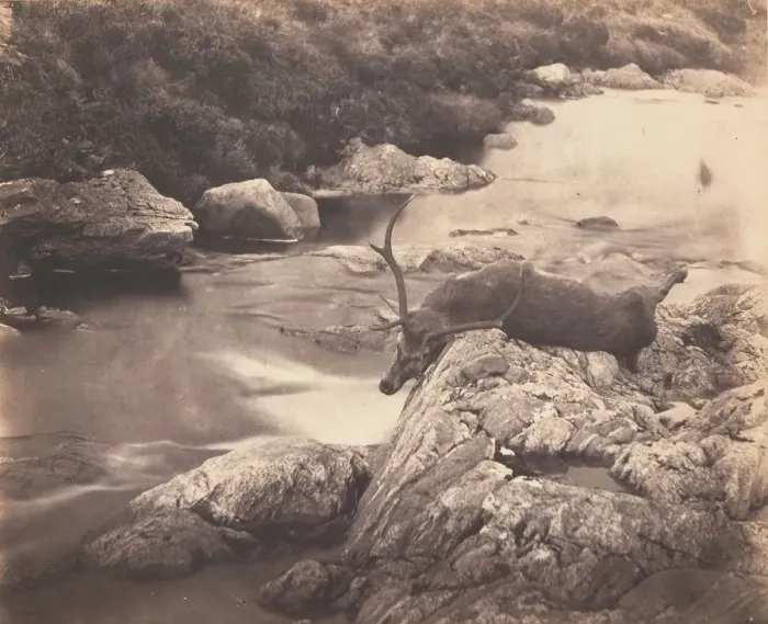 Framed Print : Dead Stag, ca. 1857. Creator: Horatio Ross Framed Print : Dead Stag, ca. 1857. Creator: Horatio Ross
