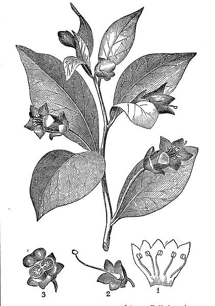 The Deadly Nightshade - (Atropa belladonna), 1844. Creator: Unknown