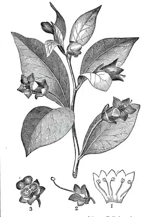 Framed Print : The Deadly Nightshade - (Atropa belladonna), 1844. Creator: Unknown Framed Print : The Deadly Nightshade - (Atropa belladonna), 1844. Creator: Unknown