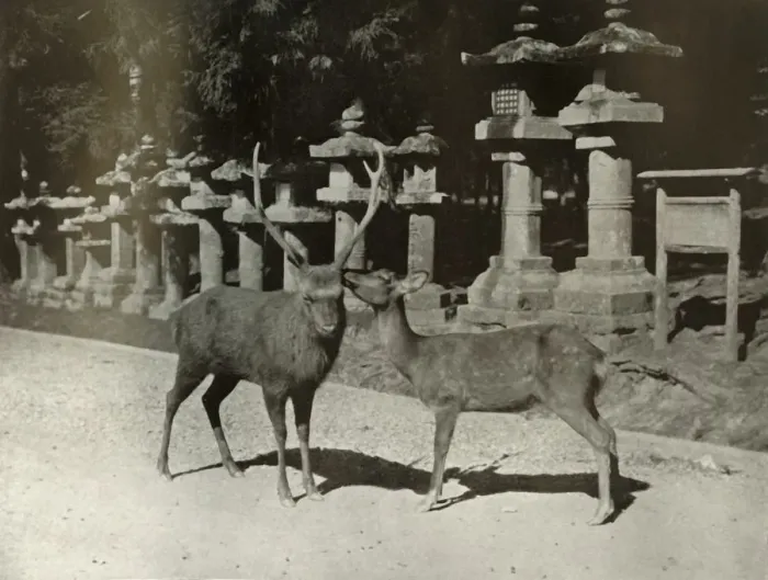 Framed Print : My Dear! A Study at Nara, 1910. Creator: Herbert Ponting Framed Print : My Dear! A Study at Nara, 1910. Creator: Herbert Ponting