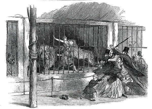 Death of the 'Lion Queen', in Wombwell's Menagerie, at Chatham, 1850. Creator: Unknown. Death of the 'Lion Queen', in Wombwell's Menagerie, at Chatham, 1850. Creator: Unknown
